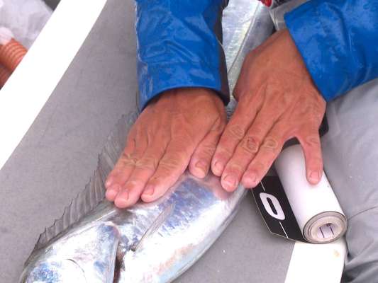 余裕の指8本サイズだ。©釣りビジョン