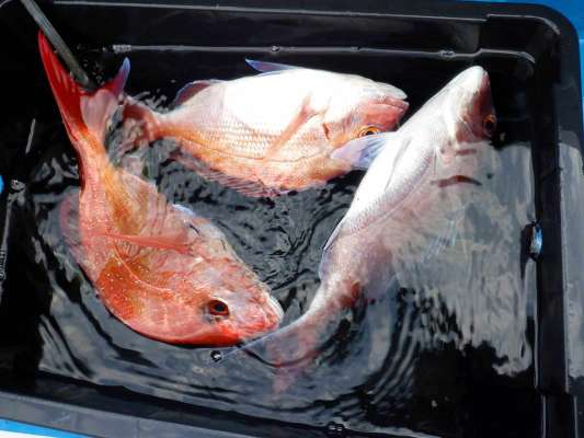 この日の喰いは、1日ポツポツ＆時たまラッシュ！良い感じでした！ ©釣りビジョン