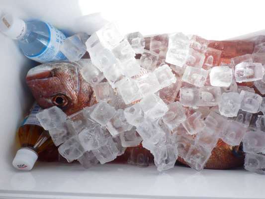 船から上がりペットボトル氷を返却、代わりにたっぷりの氷を頂いた。 ©釣りビジョン
