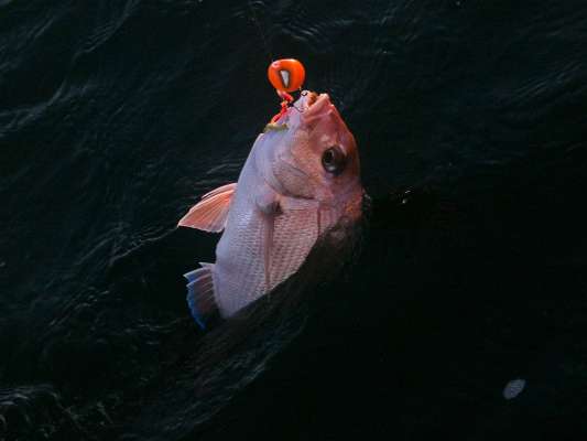 上がって来たのは本命のマダイ。 ©釣りビジョン