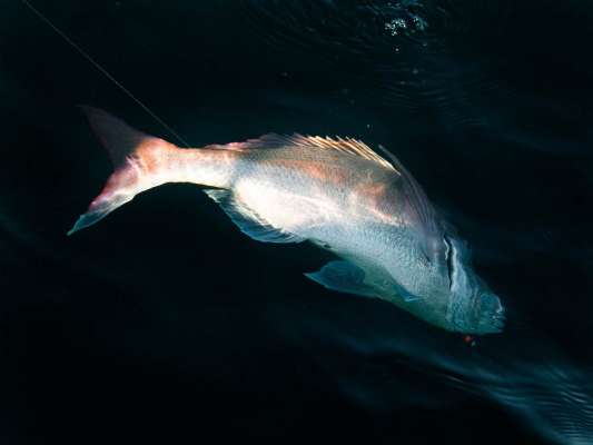 良型浮上。 ©釣りビジョン