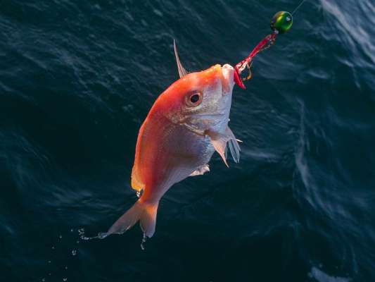 深いポイントではキダイも好反応。 ©釣りビジョン