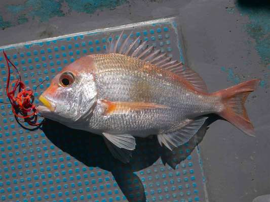 今回、キダイも含め赤いネクタイに効果がある様だった。 ©釣りビジョン