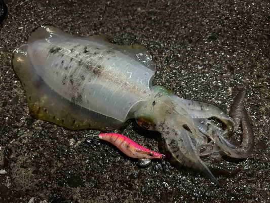 9～10月はアオリイカもよく釣れた。 ©望月俊典