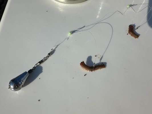 アオイソメはハリに掛けてからハサミで小さく切る。 ©望月俊典