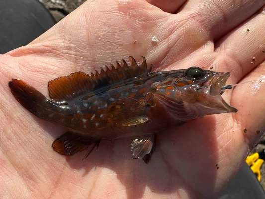 キジハタの幼魚もよく釣れたが、小さすぎるのでリリース。 ©望月俊典