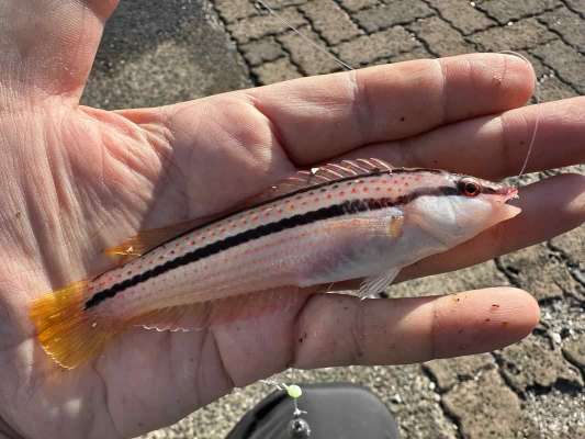 キュウセンも何匹か釣れた。ベラってどうして美味しそうに見えないんだろう…？ ©望月俊典