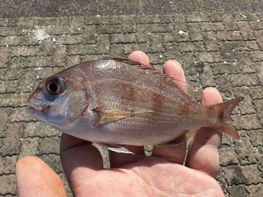 こちらはチャリコ。6匹と、今回は一番数が釣れた。 ©望月俊典