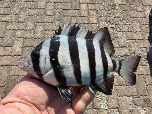 小さくてもカッコいい、サンバソウ（イシダイの幼魚）。 ©望月俊典