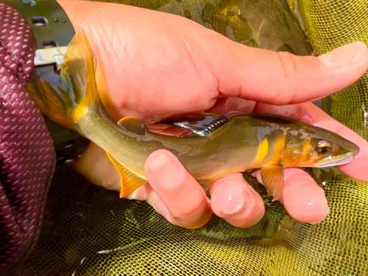 葛野川解禁ではマッキキ～ラッシュ！ &copy;釣りビジョン