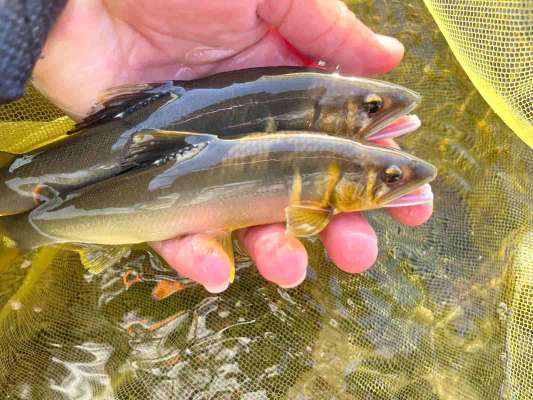 石ピッカピカ神通川はどこもかしこも鮎だらけ！今季最高釣果！ &copy;釣りビジョン
