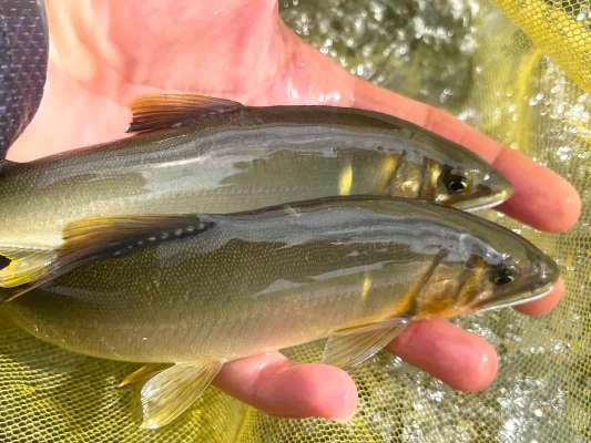 秋の那珂川強し！底力を見せてくれた！ &copy;釣りビジョン