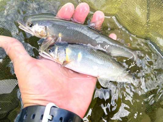 10月にして初河川藁科川！美しい川には多くの鮎の姿が！ &copy;釣りビジョン