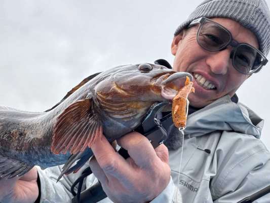 産卵期の終盤。スローな釣りに方向転換して、最終的に10匹以上のアイナメを釣り上げた！ゲストで50cmクラスのベッコウゾイまで！&copy;釣りビジョン