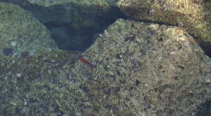 今回の攻略法は、シンカーを底に引っ掛けるイメージでボトムステイ。シャクってフォールからこの状態で糸を張り続け待ち続ける。糸を張り続けることがキーポイント。そして中越の快進撃がはじまる！マイマイも、今回の釣行で使い方、しゃくり方、乗せ方、アタリの出方など多くを学んでいた。©釣りビジョン