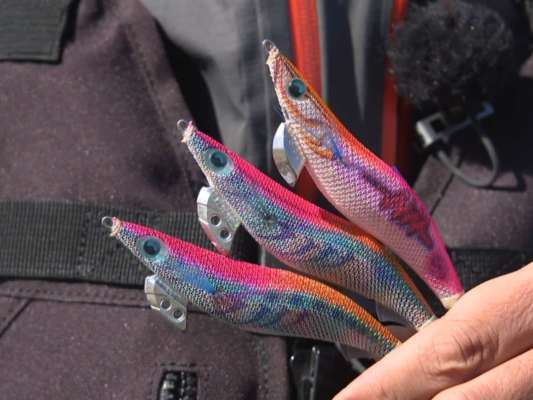 今回使用したエギ王シリーズのエギ王サーチ、ライブ、K。喰い気のある秋のアオリイカではアピール力の強いサーチ、動きの大きいライブが主軸となる。浅場の多い深浦の磯などでは特にシャロータイプが有効とのこと。アピール力の強いエギ王サーチのシャロータイプ、安定フォールのエギ王Kシャロータイプ、スーパーシャロータイプを用い、普段エギングのポイントにならないような場所を攻略していく。&copy;釣りビジョン