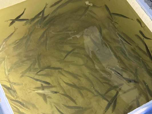 エサは型の揃った中羽の活きイワシ。 &copy;釣りビジョン