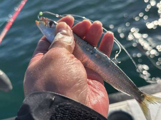 親バリを上顎に、孫バリを背ビレ付近に打つ。 &copy;釣りビジョン