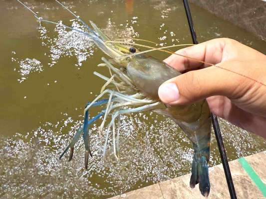 台湾で釣れるのはオニテナガエビ。長く太いハサミで周囲を威嚇し、その姿はまさに“鬼”。強烈な引きで、エビとの駆け引きがたまらなく面白い。 &copy;釣りビジョン