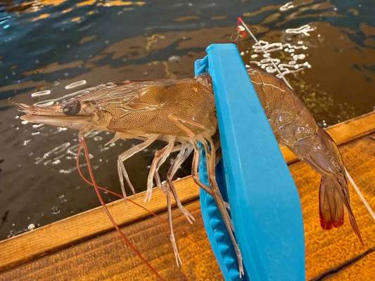 ウキが沈んだら少し間を置いてからアワせるのがポイント。トングも用意されているため、エビに直接触れられない人でも安心して楽しめる。 &copy;釣りビジョン