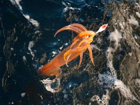 上がってきたのはスルメイカ。 &copy;釣りビジョン