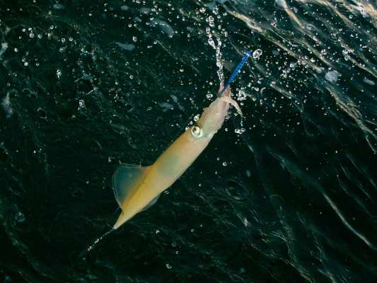 綺麗なヤリイカだ。 &copy;釣りビジョン