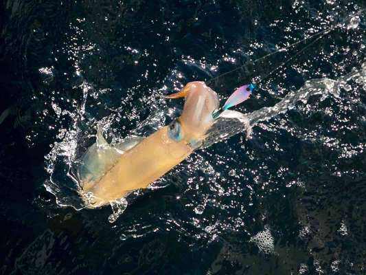 スッテを抱いたヤリイカ。 &copy;釣りビジョン