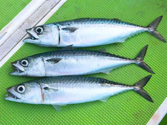 見事なサイズのサバも登場！ &copy;釣りビジョン