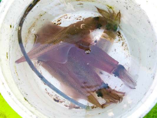 次々と釣りあげられるヤリイカ。スルメイカが釣れた際には分けて保存したい。 &copy;釣りビジョン