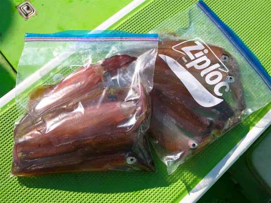 水・氷に直接当てないように持ち帰る。 &copy;釣りビジョン