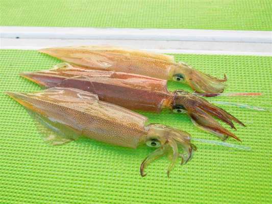 良型主体の小田原東沖が熱い！ &copy;釣りビジョン