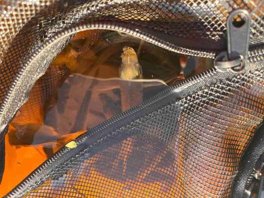 エサ釣りでは、サイズは小さめだが多くのアジが釣れていた。これをエサに青物を狙っている釣り人も。 &copy;釣りビジョン