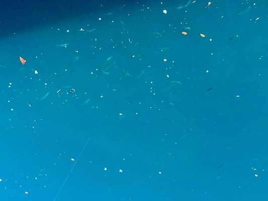 港内はアジだらけ～の圧巻！表層にも底にもビッチリ！こりゃ凄い！ &copy;釣りビジョン