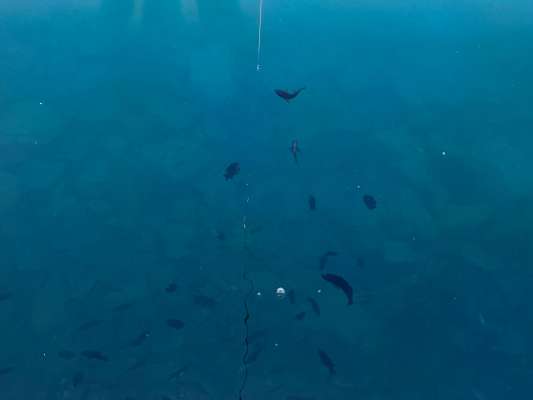 アジよりも早くワームに反応したこの魚の正体は？海底から恐ろしい勢いでチェイス！ &copy;釣りビジョン