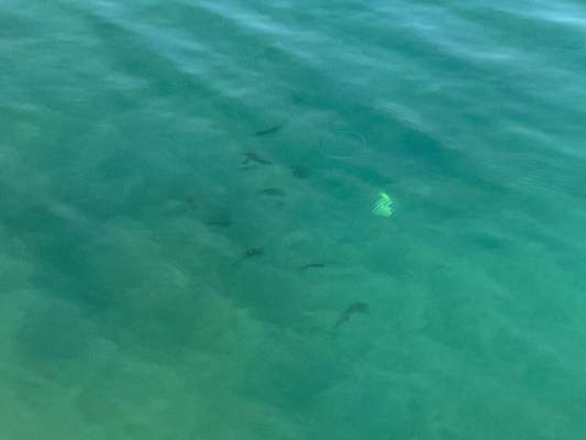 小型のイカも登場！ &copy;釣りビジョン