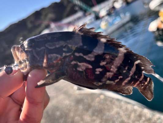 なんと「クエ」！こんなにクエがいるとは驚き！大きくなってね～と願いを込めリリース！ &copy;釣りビジョン