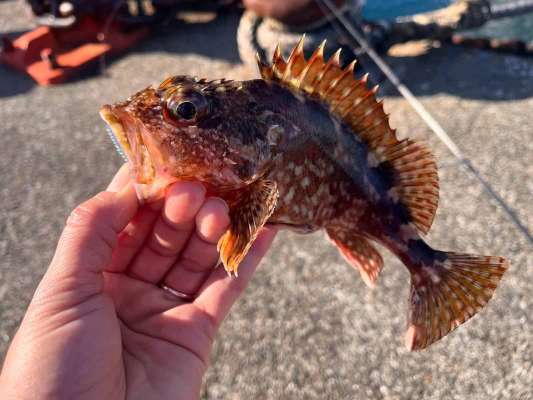 ベタ底を狙えばガシラの入れ喰いも！ &copy;釣りビジョン