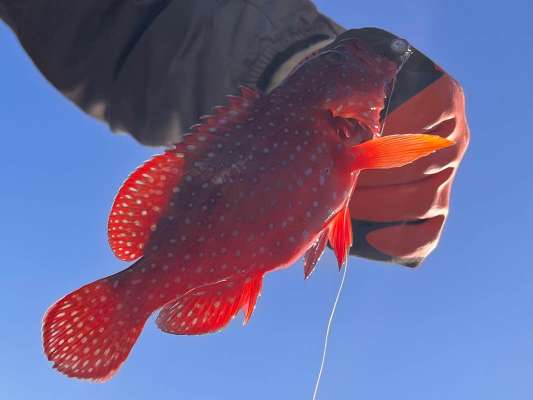 本当に魚種豊富な串本の海！初めて見たユカタハタ。 &copy;釣りビジョン