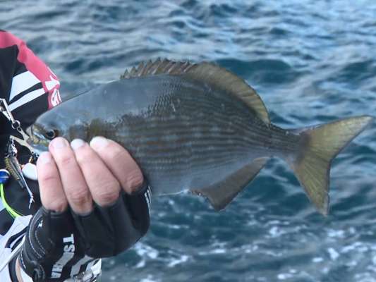 釣行開始直後、上がってきたのはイスズミ。この後もイスズミのほか、アイゴや木っ端グレなど餌取りラッシュが続く。&copy;釣りビジョン