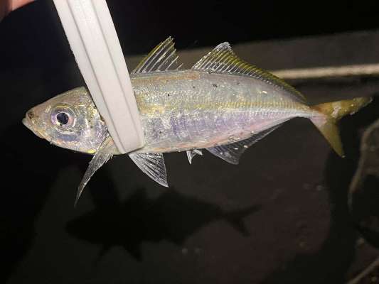 3インチのワームに突如ヒットしたのは待望のアジ！ &copy;釣りビジョン