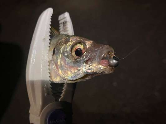 型は小さめではあったが当たりは頻発し連続ヒット！ &copy;釣りビジョン