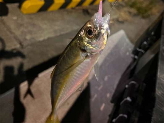 移動したポイントではカサゴにカマス、アジと色々な魚種と出会えた！海面には大型のアオリイカの姿も見られた。 &copy;釣りビジョン