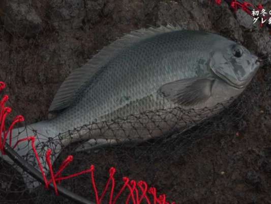 1投目から尾長グレがヒット。やはり水温が高く、このサイズが多いようだ。
