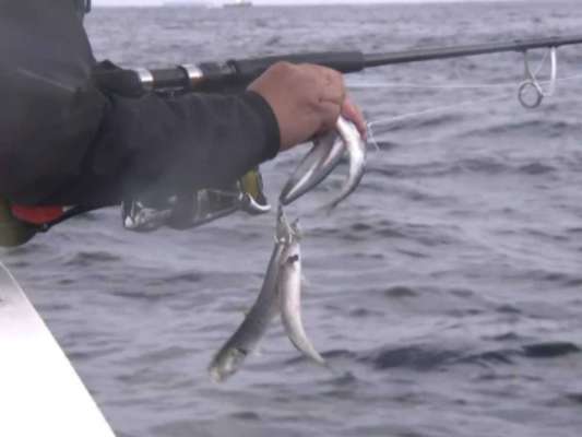 鈴木「（ルアーに）イワシが引っ掛かってる」。ルアーをあげてみると3匹も掛かっていた。