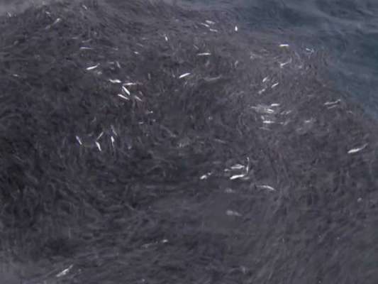 ルアーが届く距離で、マイワシがだんごとなりフィッシュイーターが乱舞する。