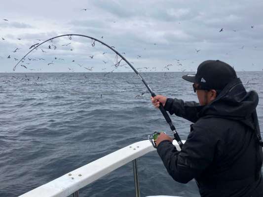 走るキハダに対して、耐え、巻き続ける鈴木。