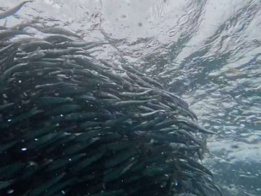 こちらはイワシボールを捉えた水中映像！思わず興奮してしまう…！