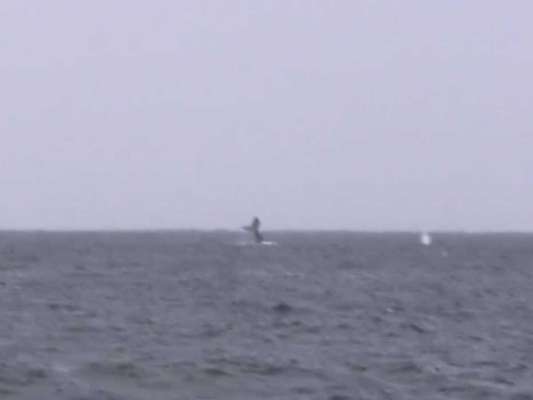 クジラも姿を現した！