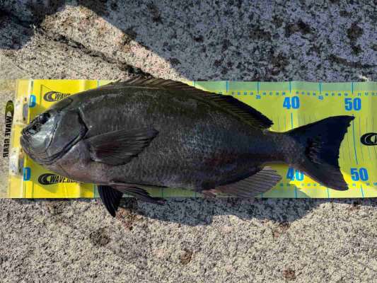 厚みのある魚体が印象的な50cmクラスの口太グレ。 &copy;釣りビジョン