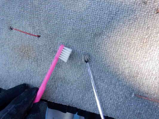 ツノに付着したイカスミは歯ブラシ（持参）で落とす。 &copy;釣りビジョン